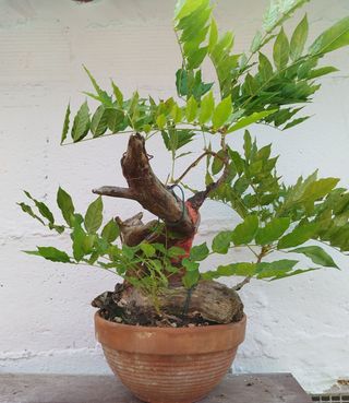 Bonsai Tanuki de wisteria de 30 cm (glicinia)