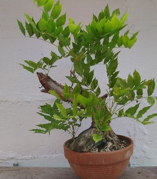 Bonsai Tanuki de wisteria de 30 cm (glicinia)