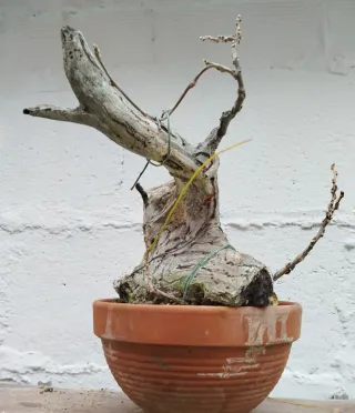 Bonsai Tanuki de wisteria de 30 cm (glicinia)