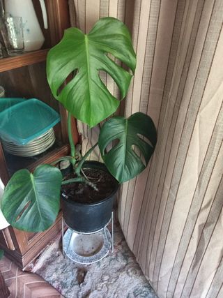 Planta Monstera deliciosa