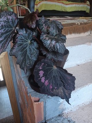 Begonia Rex: Planta única