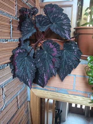 Planta Borracha - Begonia Rex
