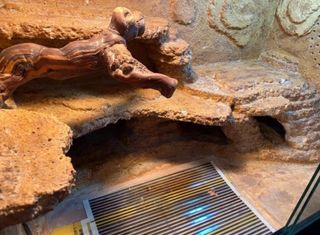 Terrario desértico completo