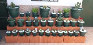 Macetas Polipropileno verdes