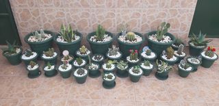 Macetas Polipropileno verdes