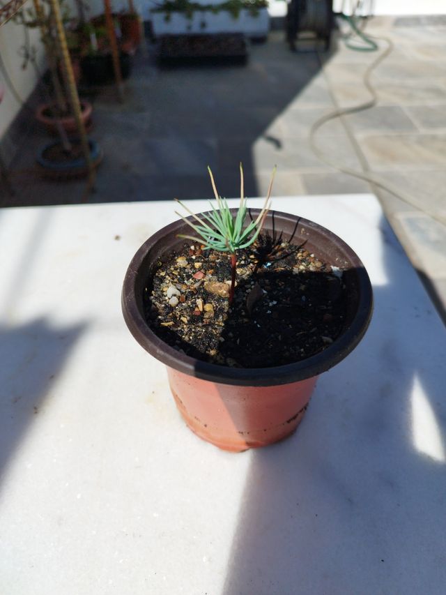 Plantón Cedro - Árbol pequeño
