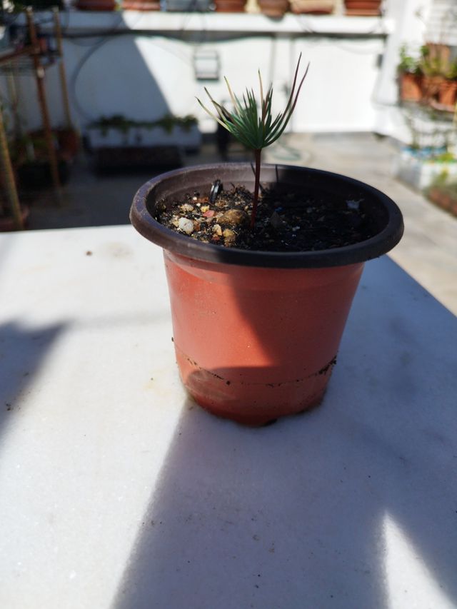 Plantón Cedro - Árbol pequeño