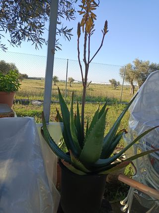 Planta de aloe vera hembra