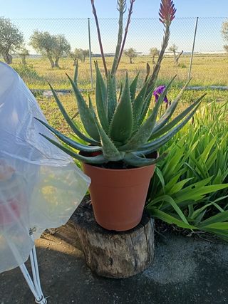 Planta de aloe vera hembra