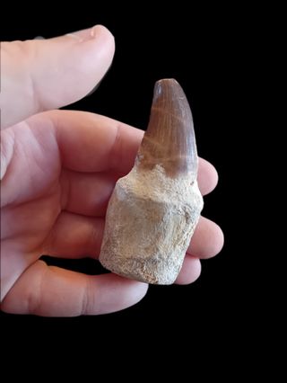 Diente de mosasaurio con raiz