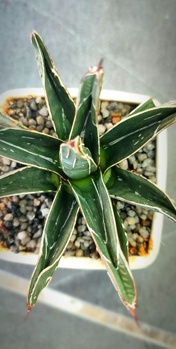 Suculenta agave victoriae reginae