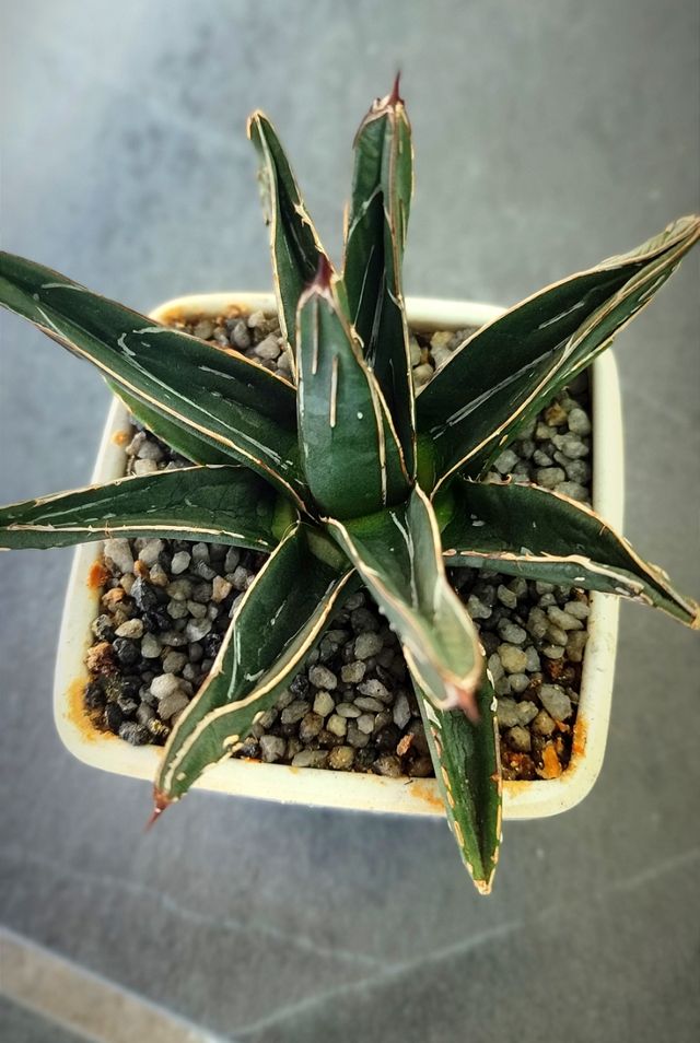 Suculenta agave victoriae reginae