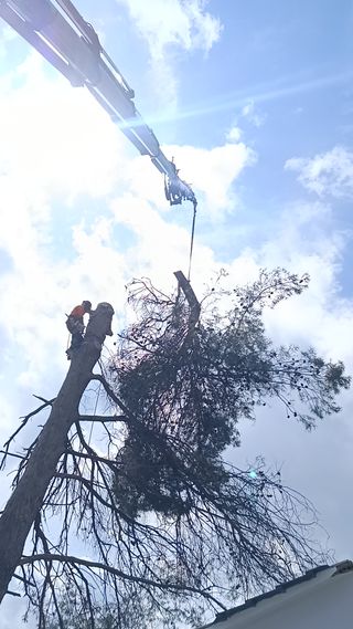 Limpieza de árboles palmeras parcelas 