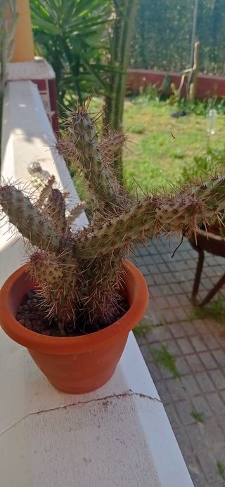 Cactus en maceta