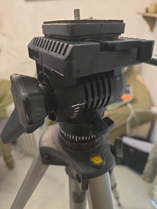 Treppiede Midas - Foto e video