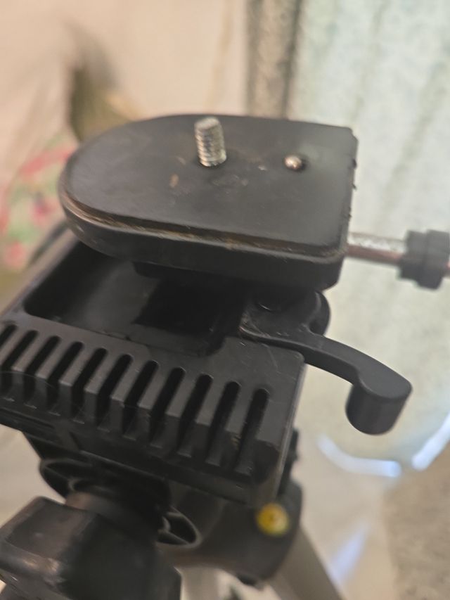 Treppiede Midas - Foto e video