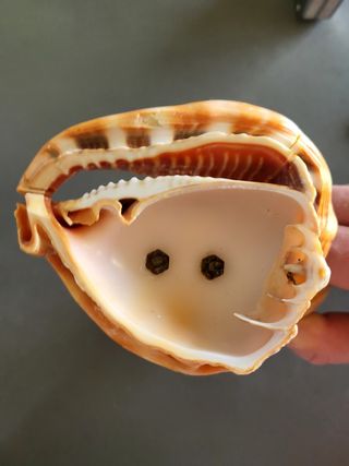 Lampada vintage a conchiglia