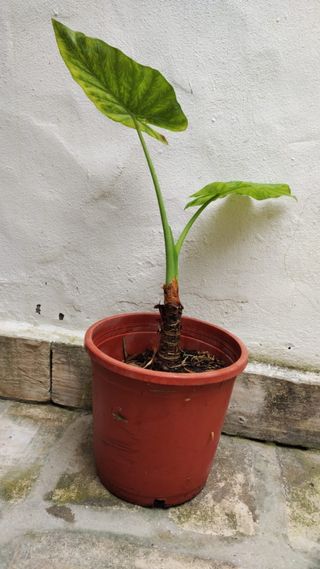 Planta orejas de elefante