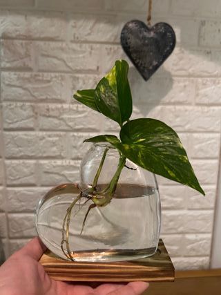 Planta natural en forma de corazon