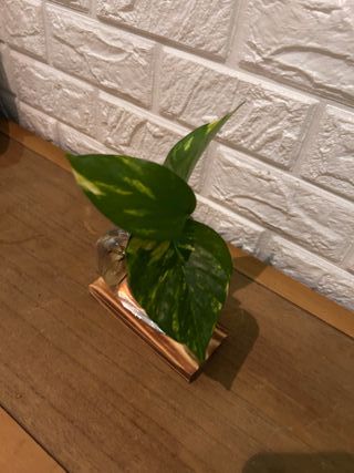 Planta natural en forma de corazon