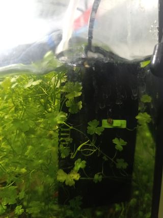 Acuario NanoLED 20L blanco