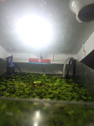 Acuario NanoLED 20L blanco