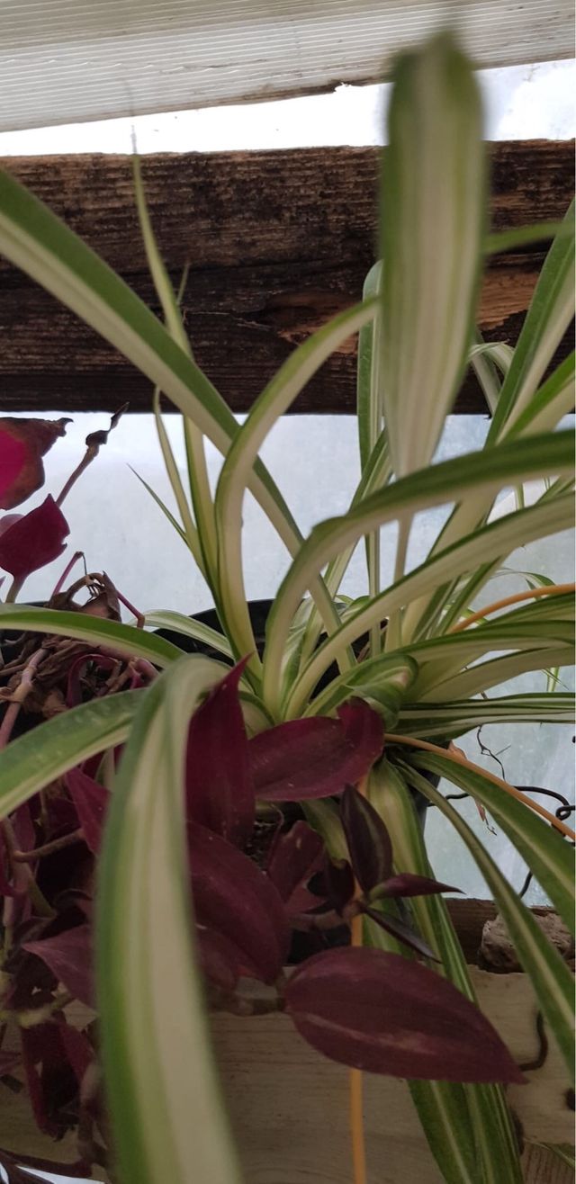 3 piante Chlorophytum costo 1.50 cadauno