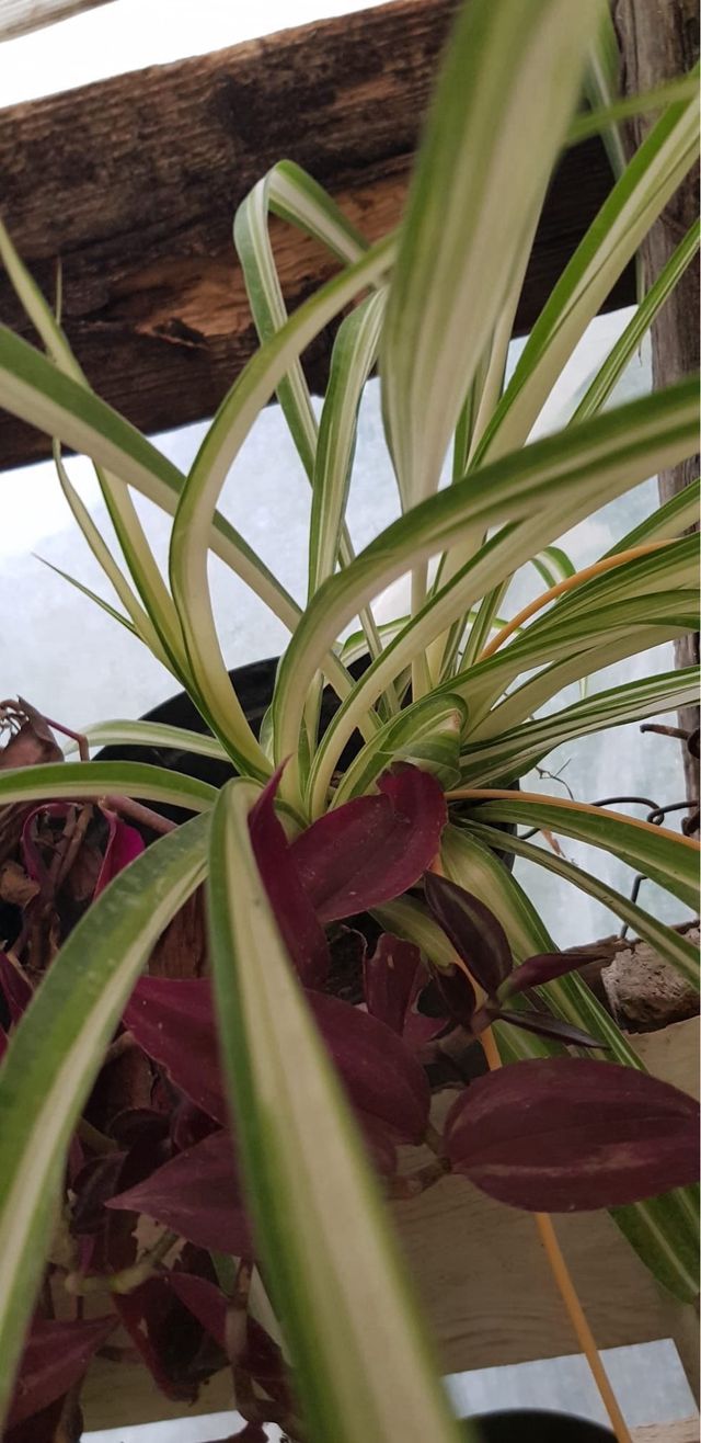 3 piante Chlorophytum costo 1.50 cadauno