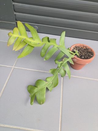 Planta Epiphyllum chrysocardium