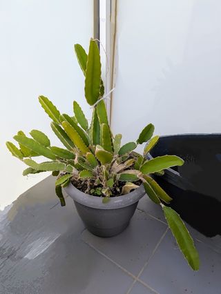 Planta Pitahaya