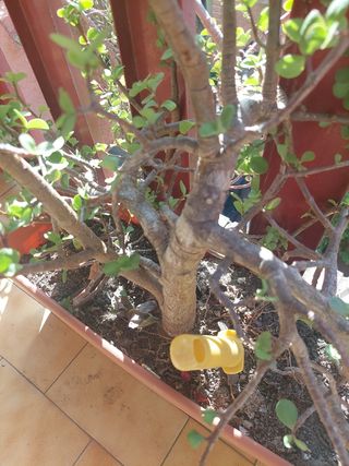 Planta Portulacaria bonita, alta y  colgante...