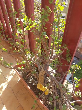 Planta Portulacaria bonita, alta y  colgante...