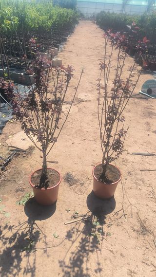 Prunus Pissardii