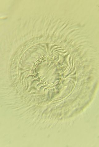 Curso microscopía
