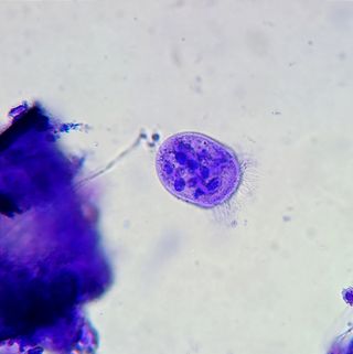 Curso microscopía