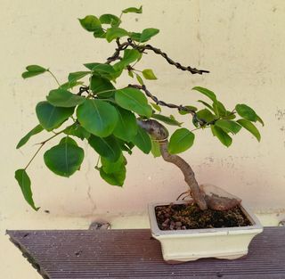 Bonsai peral