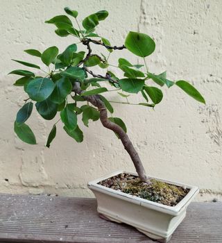 Bonsai peral