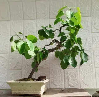 Bonsai peral