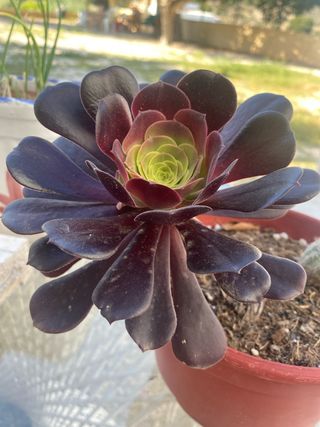 planta Suculenta rosa negra