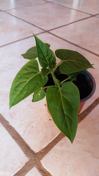 Planta de Don Diego de noche