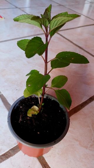 Planta de toronjil