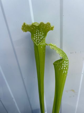 Sarracenia green monster.planta carnivora