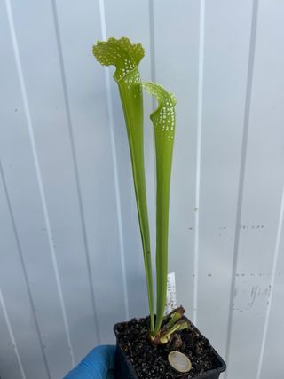 Sarracenia green monster.planta carnivora