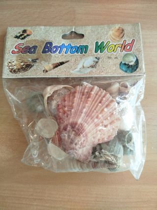 Conchiglie marine - Decorazione