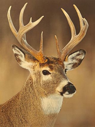 Cuadro maison du monde