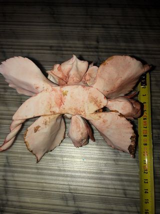 Soprammobile Capodimonte