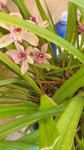 Orquideas  roseo sem vaso