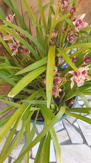 Orquideas  roseo sem vaso