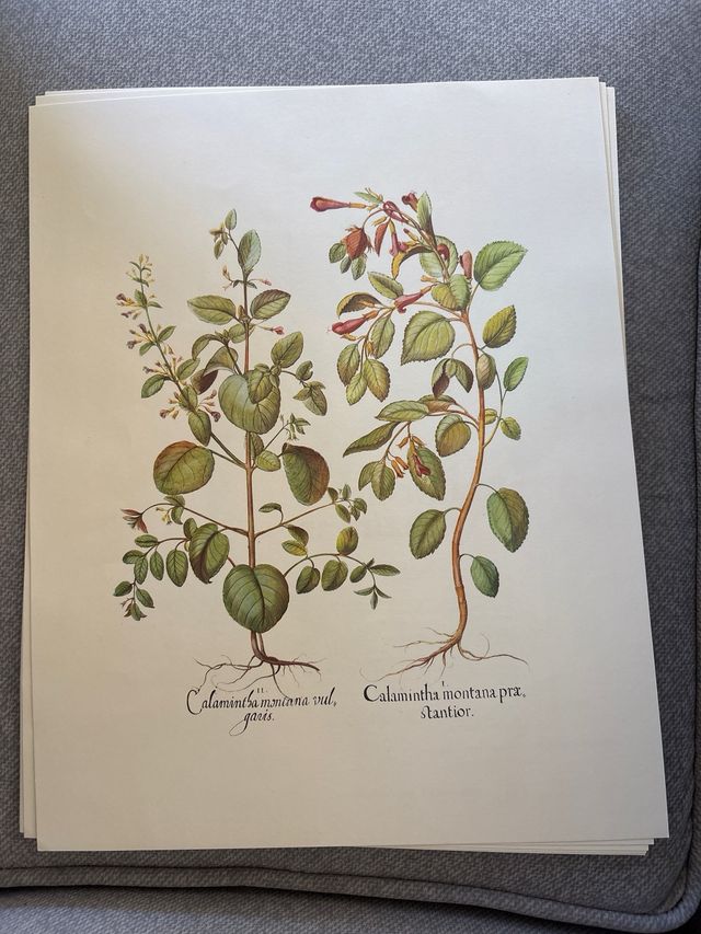 Ilustraciones de plantas