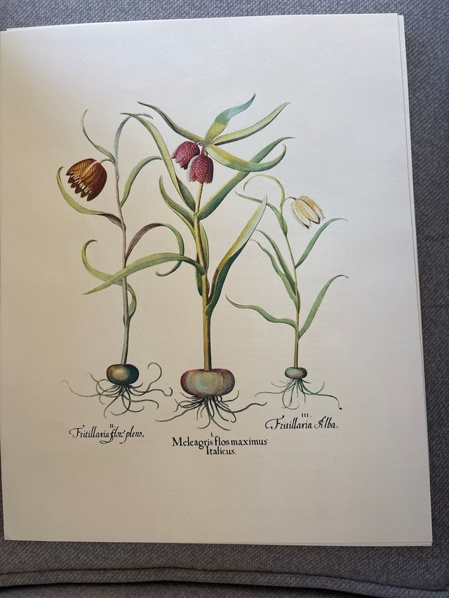 Ilustraciones de plantas